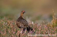 Red Grouse (Lagopus lagopus) - Lagopede d'Ecosse - 20857