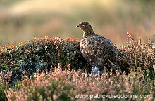 Red Grouse (Lagopus lagopus) - Lagopede d'Ecosse - 20858