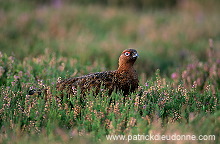 Red Grouse (Lagopus lagopus) - Lagopede d'Ecosse - 20859