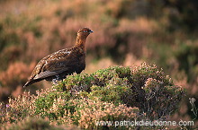 Red Grouse (Lagopus lagopus) - Lagopede d'Ecosse - 20860