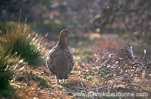 Red Grouse (Lagopus lagopus) - Lagopede d'Ecosse - 20862