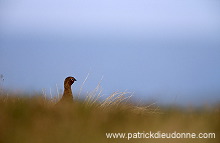 Red Grouse (Lagopus lagopus) - Lagopede d'Ecosse - 20864