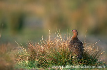 Red Grouse (Lagopus lagopus) - Lagopede d'Ecosse - 20865