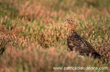 Red Grouse (Lagopus lagopus) - Lagopede d'Ecosse - 20866