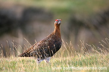 Red Grouse (Lagopus lagopus) - Lagopede d'Ecosse - 20867