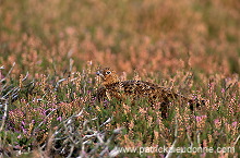 Red Grouse (Lagopus lagopus) - Lagopede d'Ecosse - 20868