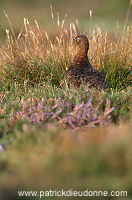 Red Grouse (Lagopus lagopus) - Lagopede d'Ecosse - 20871