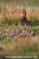Red Grouse (Lagopus lagopus) - Lagopede d'Ecosse - 20871