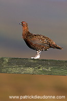 Red Grouse (Lagopus lagopus) - Lagopede d'Ecosse - 20872