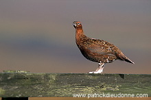 Red Grouse (Lagopus lagopus) - Lagopede d'Ecosse - 20873