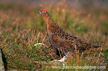 Red Grouse (Lagopus lagopus) - Lagopede d'Ecosse - 20876