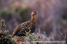 Red Grouse (Lagopus lagopus) - Lagopede d'Ecosse - 20877