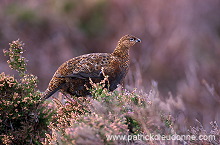 Red Grouse (Lagopus lagopus) - Lagopede d'Ecosse - 20878