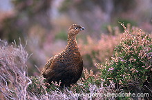 Red Grouse (Lagopus lagopus) - Lagopede d'Ecosse - 20880