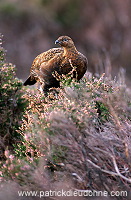 Red Grouse (Lagopus lagopus) - Lagopede d'Ecosse - 20883