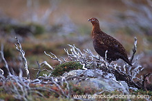 Red Grouse (Lagopus lagopus) - Lagopede d'Ecosse - 20885