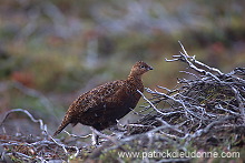 Red Grouse (Lagopus lagopus) - Lagopede d'Ecosse - 20886