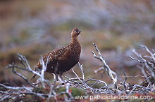 Red Grouse (Lagopus lagopus) - Lagopede d'Ecosse - 20887 Red Grouse (Lagopus lagopus) - Lagopede d'Ecosse - 20887