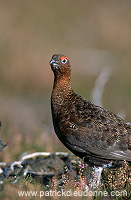 Red Grouse (Lagopus lagopus) - Lagopede d'Ecosse - 20889