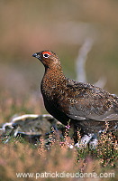 Red Grouse (Lagopus lagopus) - Lagopede d'Ecosse - 20890