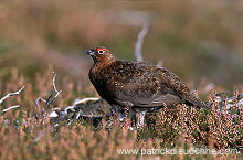 Red Grouse (Lagopus lagopus) - Lagopede d'Ecosse - 20891