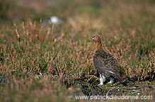 Red Grouse (Lagopus lagopus) - Lagopede d'Ecosse - 20895