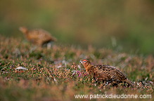 Red Grouse (Lagopus lagopus) - Lagopede d'Ecosse - 20896