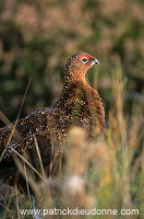 Red Grouse (Lagopus lagopus) - Lagopede d'Ecosse - 20897