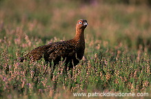 Red Grouse (Lagopus lagopus) - Lagopede d'Ecosse - 20898