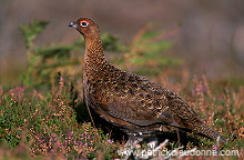 Red Grouse (Lagopus lagopus) - Lagopede d'Ecosse - 20899