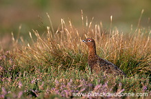 Red Grouse (Lagopus lagopus) - Lagopede d'Ecosse - 20902