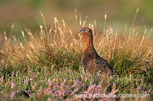 Red Grouse (Lagopus lagopus) - Lagopede d'Ecosse - 20903 Red Grouse (Lagopus lagopus) - Lagopede d'Ecosse - 20903