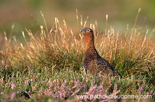 Red Grouse (Lagopus lagopus) - Lagopede d'Ecosse - 20903