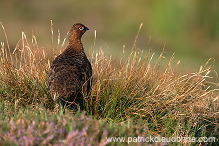 Red Grouse (Lagopus lagopus) - Lagopede d'Ecosse - 20904