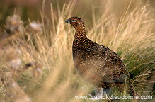 Red Grouse (Lagopus lagopus) - Lagopede d'Ecosse - 20905