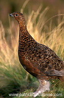 Red Grouse (Lagopus lagopus) - Lagopede d'Ecosse - 20906