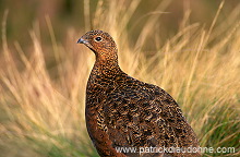 Red Grouse (Lagopus lagopus) - Lagopede d'Ecosse - 20907