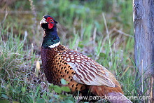 Pheasant (Phasianus colchicus) - Faisan de Colchide - 20914