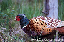 Pheasant (Phasianus colchicus) - Faisan de Colchide - 20915