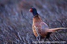 Pheasant (Phasianus colchicus) - Faisan de Colchide - 20916