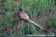 Pheasant (Phasianus colchicus) - Faisan de Colchide - 20917