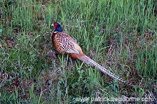 Pheasant (Phasianus colchicus) - Faisan de Colchide - 20917 Pheasant (Phasianus colchicus) - Faisan de Colchide - 20917