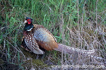 Pheasant (Phasianus colchicus) - Faisan de Colchide - 20918 Pheasant (Phasianus colchicus) - Faisan de Colchide - 20918
