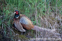 Pheasant (Phasianus colchicus) - Faisan de Colchide - 20918