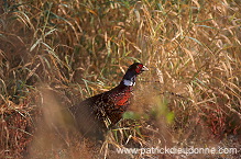 Pheasant (Phasianus colchicus) - Faisan de Colchide - 20919
