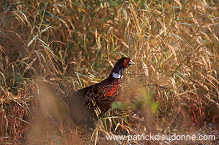 Pheasant (Phasianus colchicus) - Faisan de Colchide - 20919