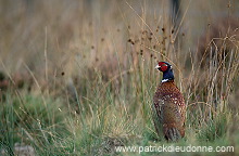 Pheasant (Phasianus colchicus) - Faisan de Colchide - 20920