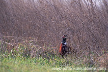 Pheasant (Phasianus colchicus) - Faisan de Colchide - 20922 Pheasant (Phasianus colchicus) - Faisan de Colchide - 20922