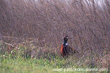 Pheasant (Phasianus colchicus) - Faisan de Colchide - 20922