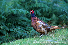 Pheasant (Phasianus colchicus) - Faisan de Colchide - 20923